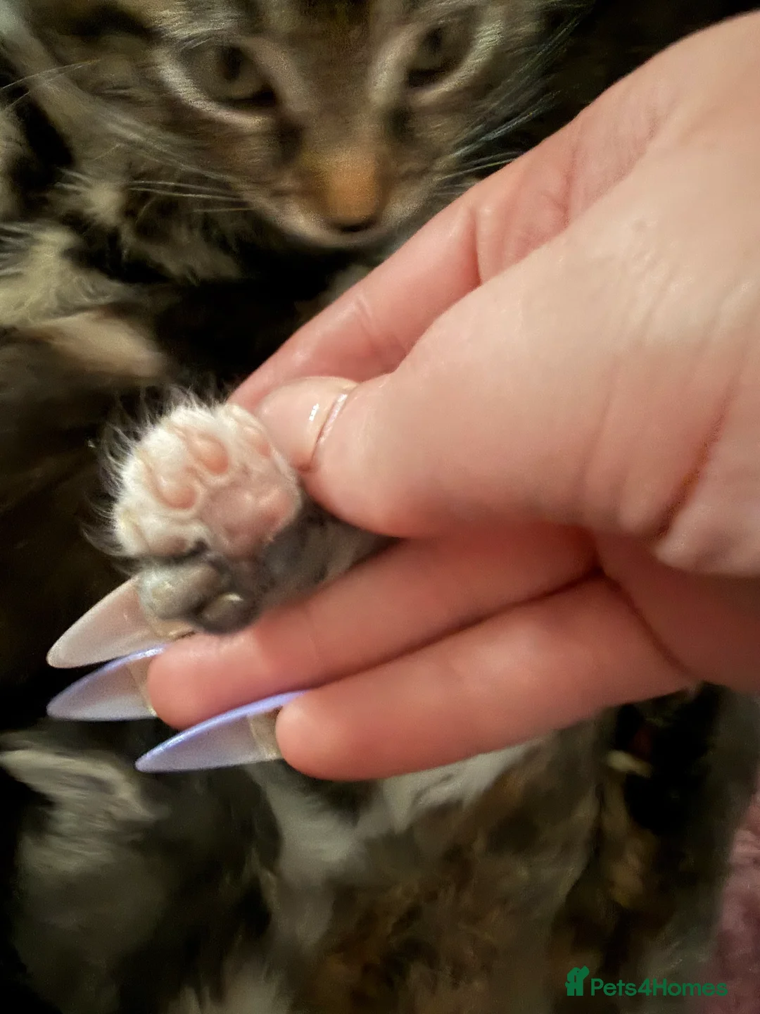 Maine Coon cats for sale: Beautiful Maine Coon Babies Available.  - Advert 2