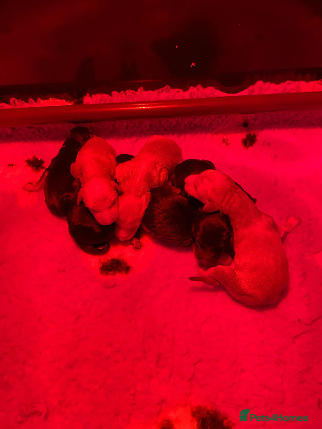 Afghan Hound dogs for sale: Beautiful litter of Afghan hound puppies  - Advert 5