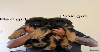 German Shepherd dogs - Advert 4