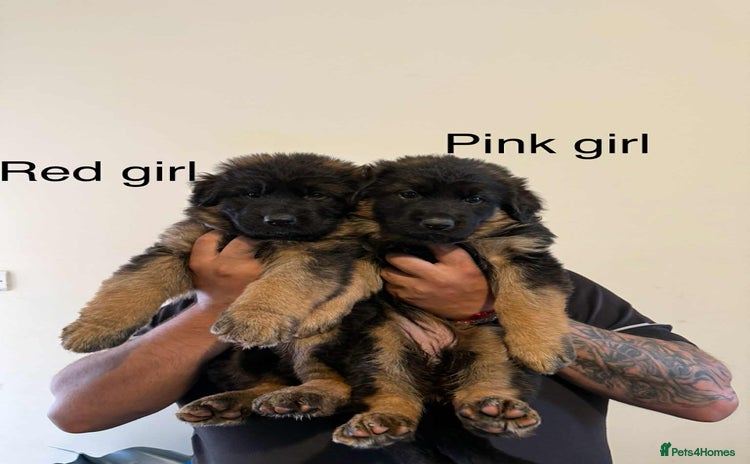 German Shepherd dogs - Advert 8