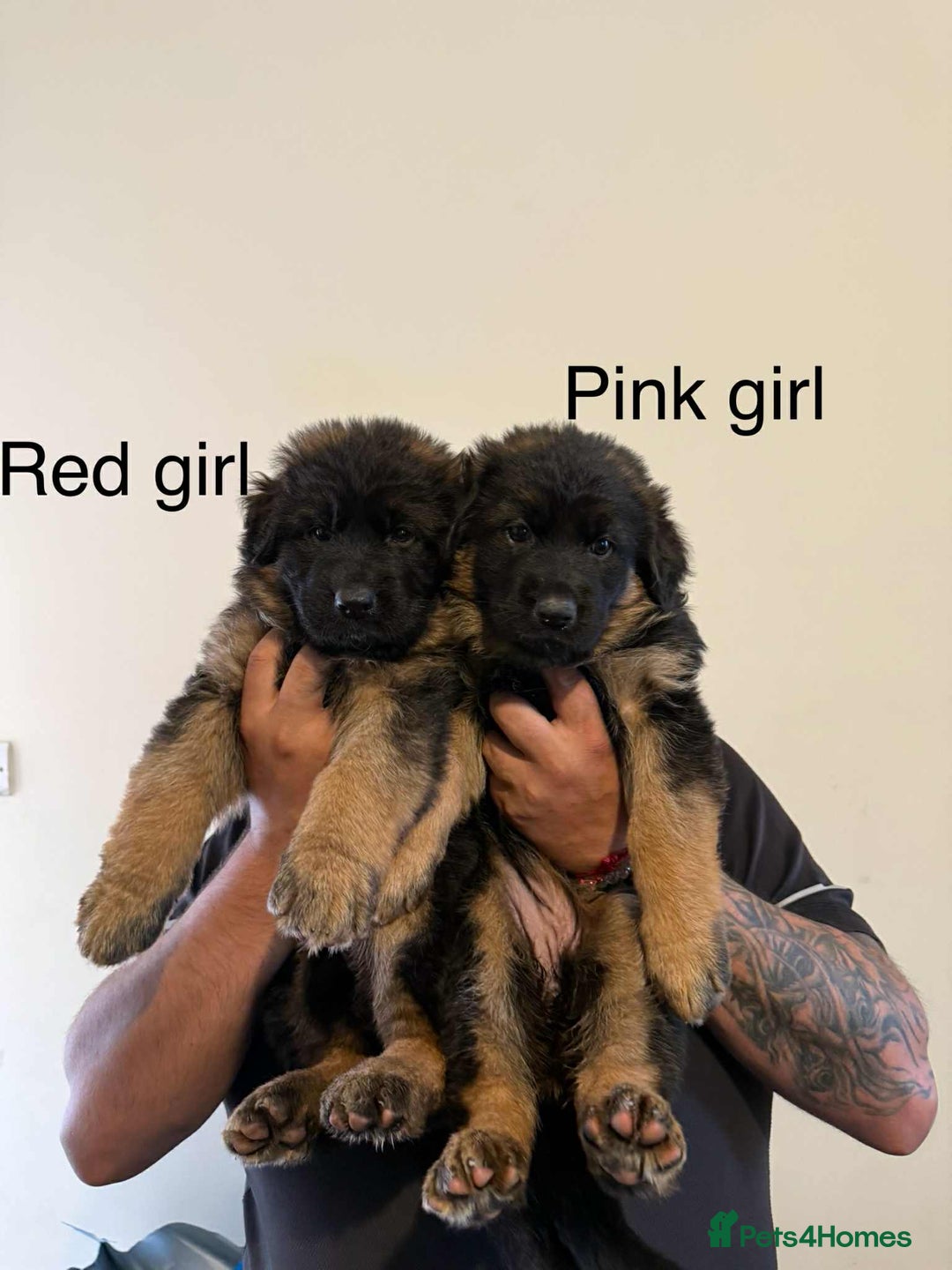 German Shepherd dogs for sale: German Shepherd Puppies  - Image 3