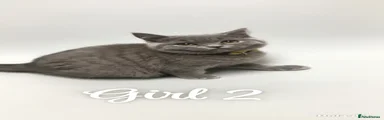British Shorthair 3