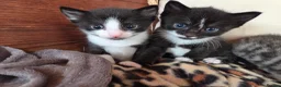 Mixed Breed cats for sale: 3 adorable kittens for sale - Advert 2