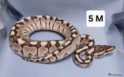 Python Snake reptiles for sale: Royal Python Morph Hatchlings  - Image 11