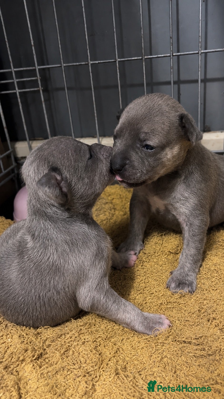 Mixed Breed dogs for sale: SPECIAL WHIPPET X FRENCHIE PUPPIES  - Advert 17