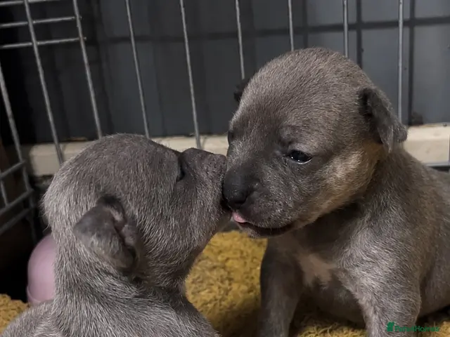 Mixed Breed dogs for sale: SPECIAL WHIPPET X FRENCHIE PUPPIES - Advert 17