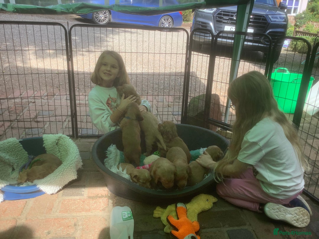 Cocker Spaniel dogs for sale: Stunning Top Working Cocker Spaniel Puppies - Image 6