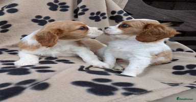 Cavalier King Charles Spaniel dogs - Advert 6