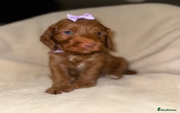 Cockapoo dogs for sale: F1 Cockapoo puppies  - Image 18