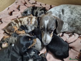 Miniature Dachshund dogs Dapple Piebald Miniature Dachshund Puppies - Advert 15