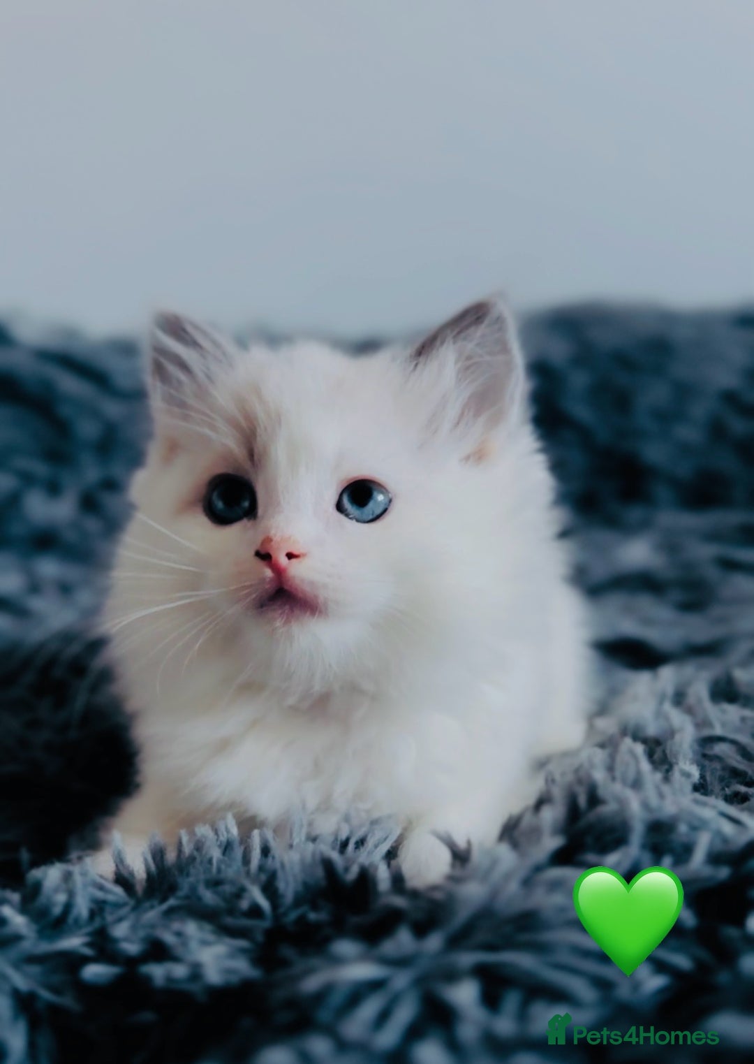 Ragdoll cats for sale: 🩷🐾Tica full Pedigree🐾EU Ragdoll 🐱🐾DNA Clear - Advert 12
