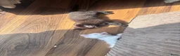 Mixed Breed cats for sale: Got three beautiful kittens for sale  in Canvey Island - Advert 11