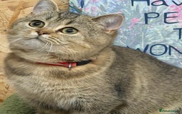 British Shorthair cats for sale: Stunning BSH golden/silver Kittens TICA - Advert 8