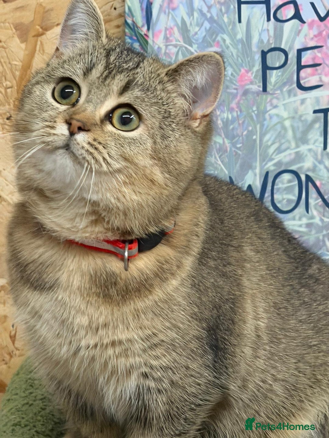 British Shorthair cats for sale: Stunning BSH golden/silver Kittens TICA - Advert 8