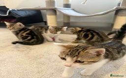 Mixed Breed cats for sale: Adorable Kittens Looking for Forever Homes! 🐱💕 - Image 5