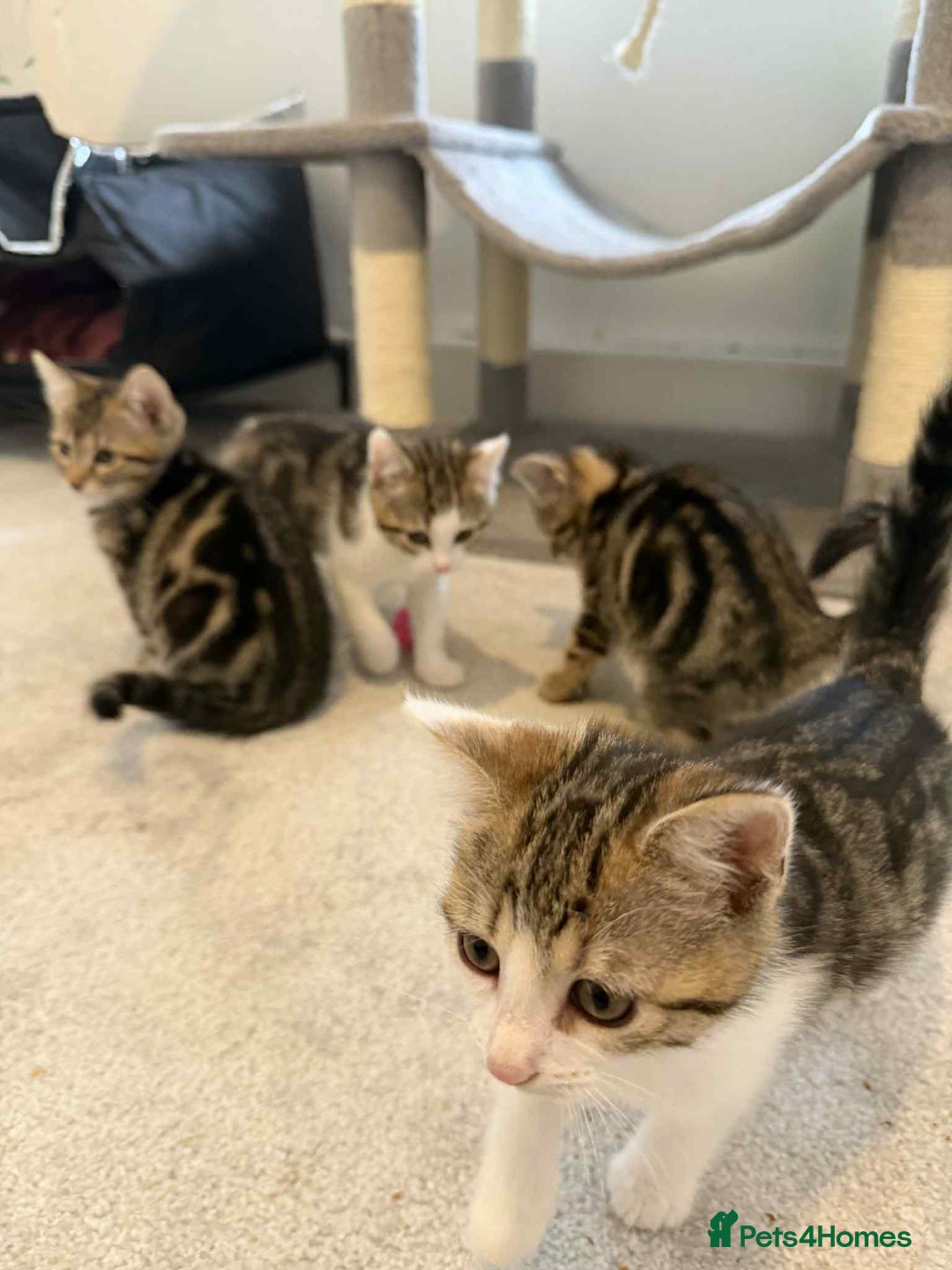 Mixed Breed cats for sale: Adorable Kittens Looking for Forever Homes! 🐱💕 - Image 5