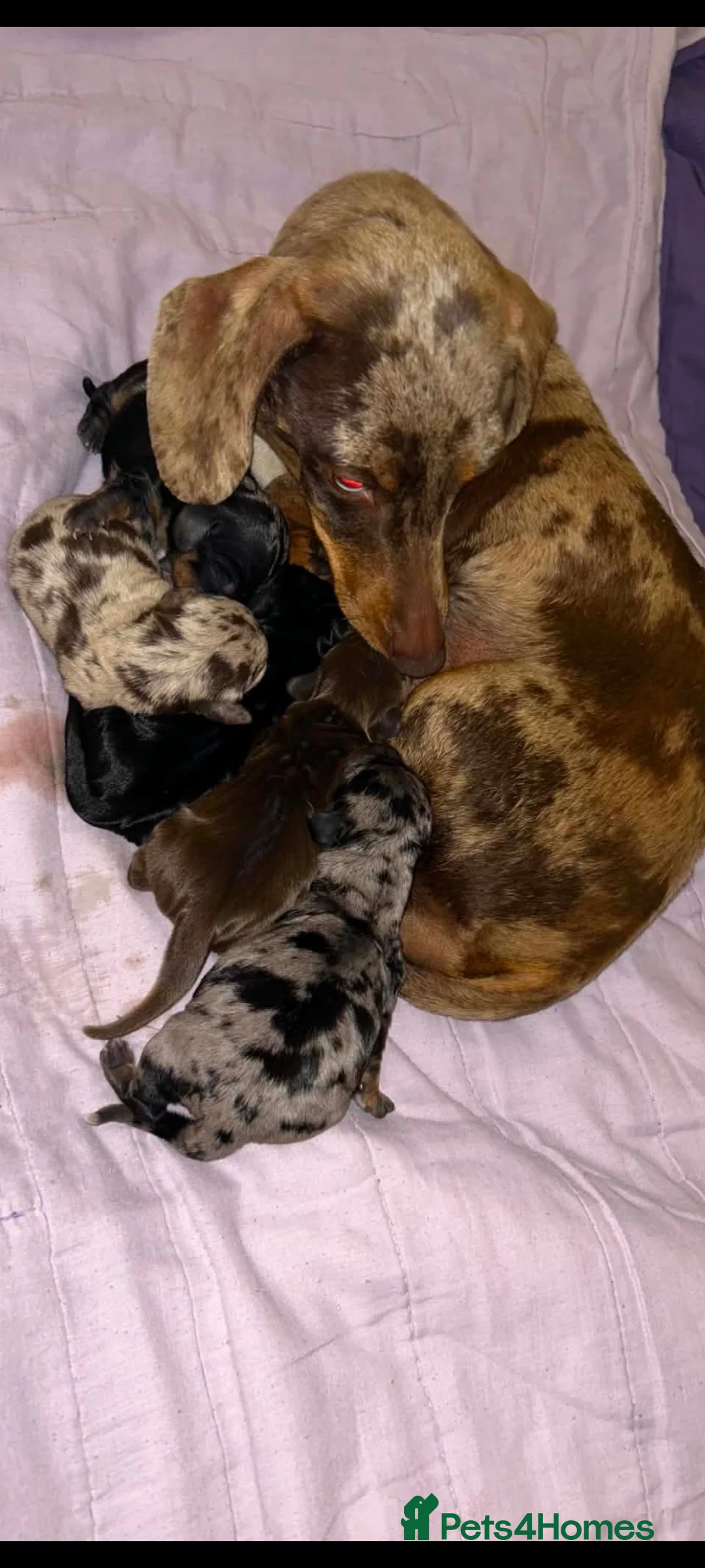 Miniature Dachshund dogs for sale: Miniature dachshund puppies for sale  - Advert 2