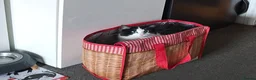 Ragdoll cats for sale: Very affectionate fur baby. in Margate - Advert 7