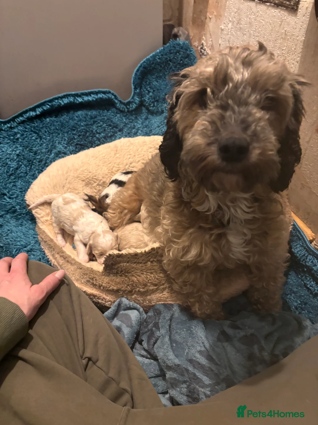 Cockapoo dogs for sale: 2 fluffy cockapoos ready for their new home  - Advert 1