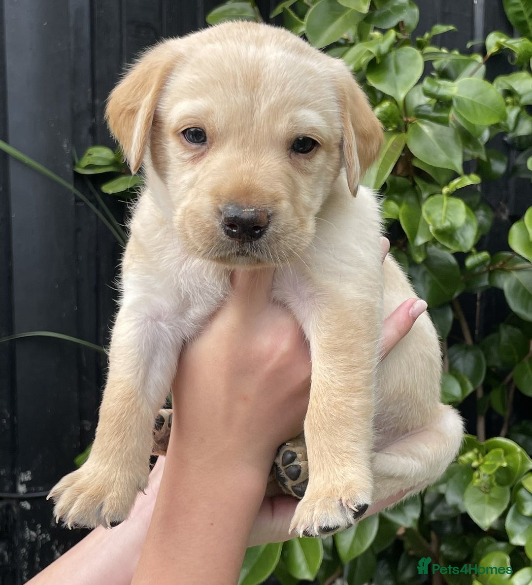 Labrador Retriever dogs for sale: Gorgeous Chunky Labrador Puppies - Image 16