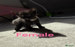 RagaMuffin cats for sale: Ragamuffin kittens  - Image 3