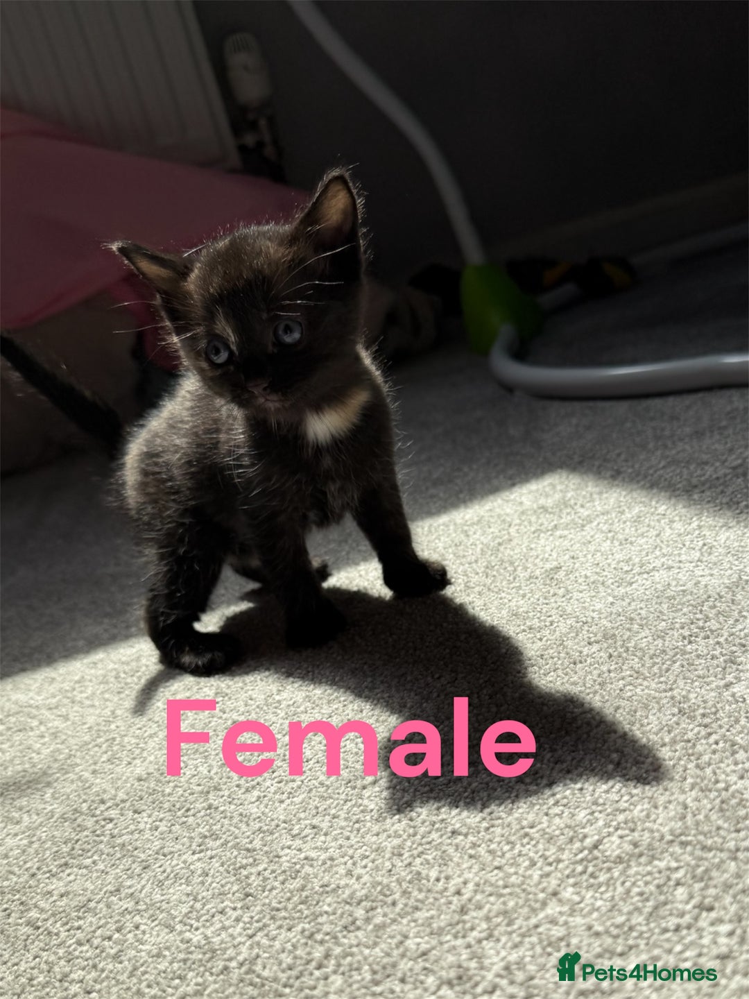 RagaMuffin cats for sale: Ragamuffin kittens  - Image 3