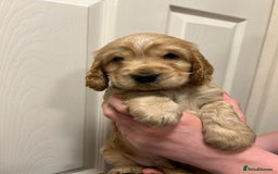 Cocker Spaniel dogs for sale: Gorgeous show type cocker spaniel  - Image 18