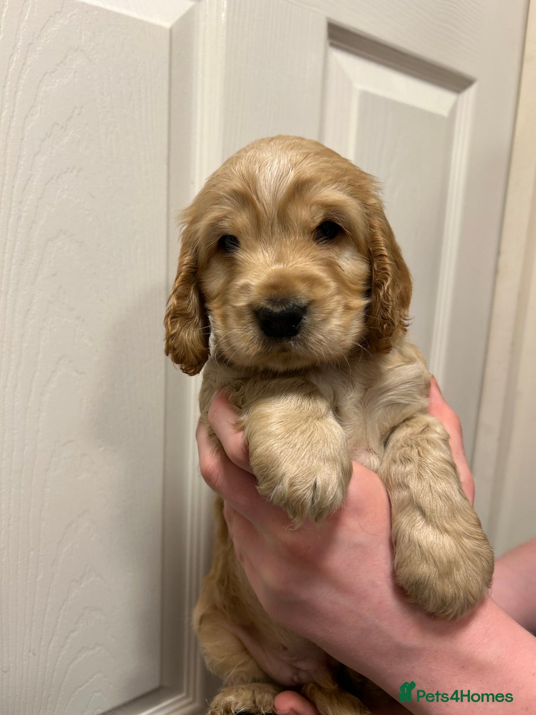 Cocker Spaniel dogs for sale: Gorgeous show type cocker spaniel  - Image 18