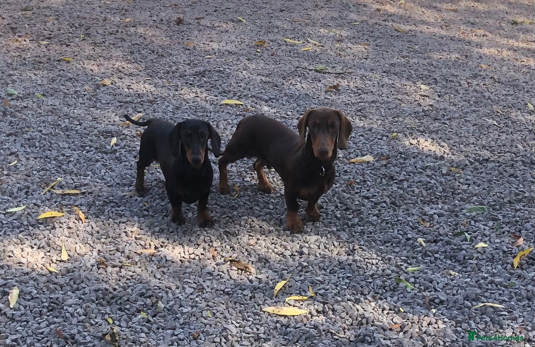 Dachshund dogs for sale: Beautiful Sweeney Dachshunds in Newark - Image 2