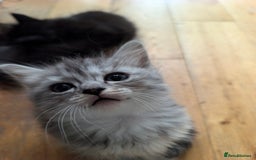 Mixed Breed cats for sale: 4 Sweet kittens!! - Image 12