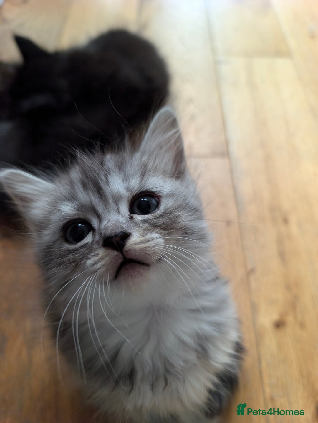 Mixed Breed cats for sale: 4 Sweet kittens!! - Image 12