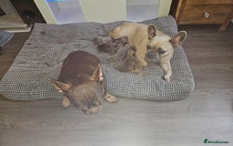 French Bulldog dogs for sale: Gorgeous french bulldogs - Image 15