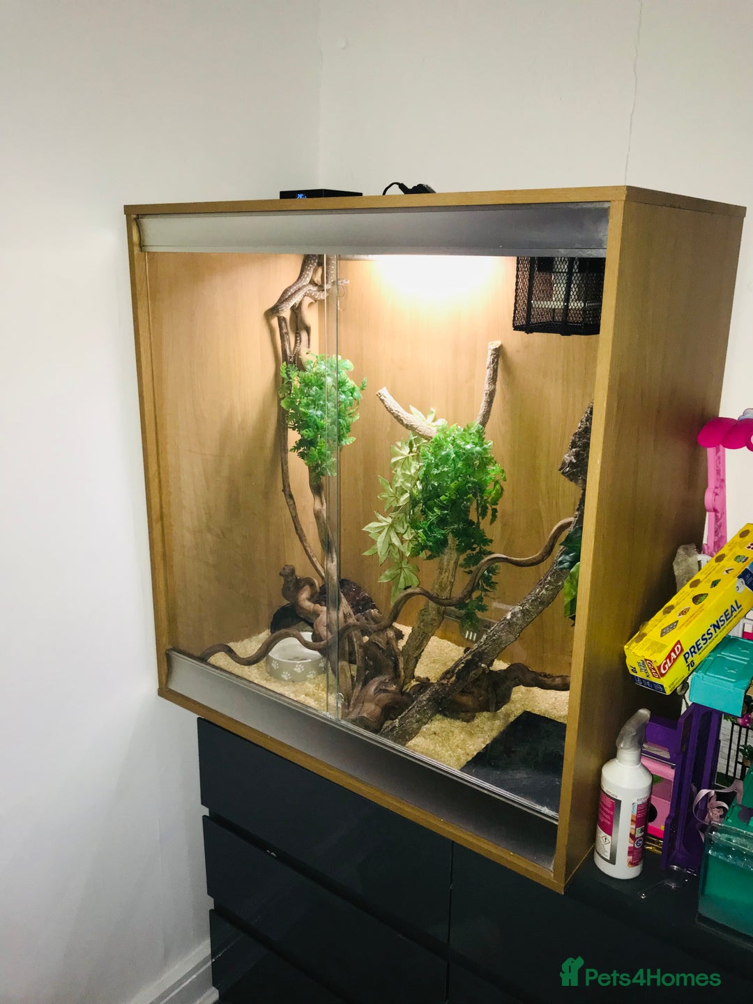 Python Snake reptiles for sale: Morelia bredli python male  - Image 5