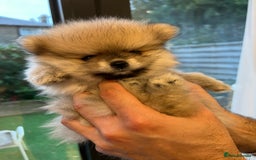 Pomeranian dogs for sale: 2 Pomeranian female puppies available  - Image 16