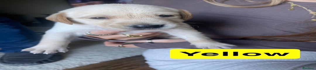 Goldador Puppy Male YELLOW 