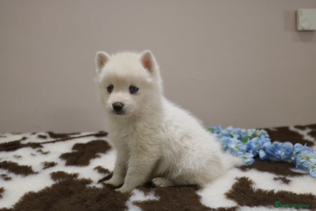 Pomsky dogs for sale: Pomsky puppies - Image 26