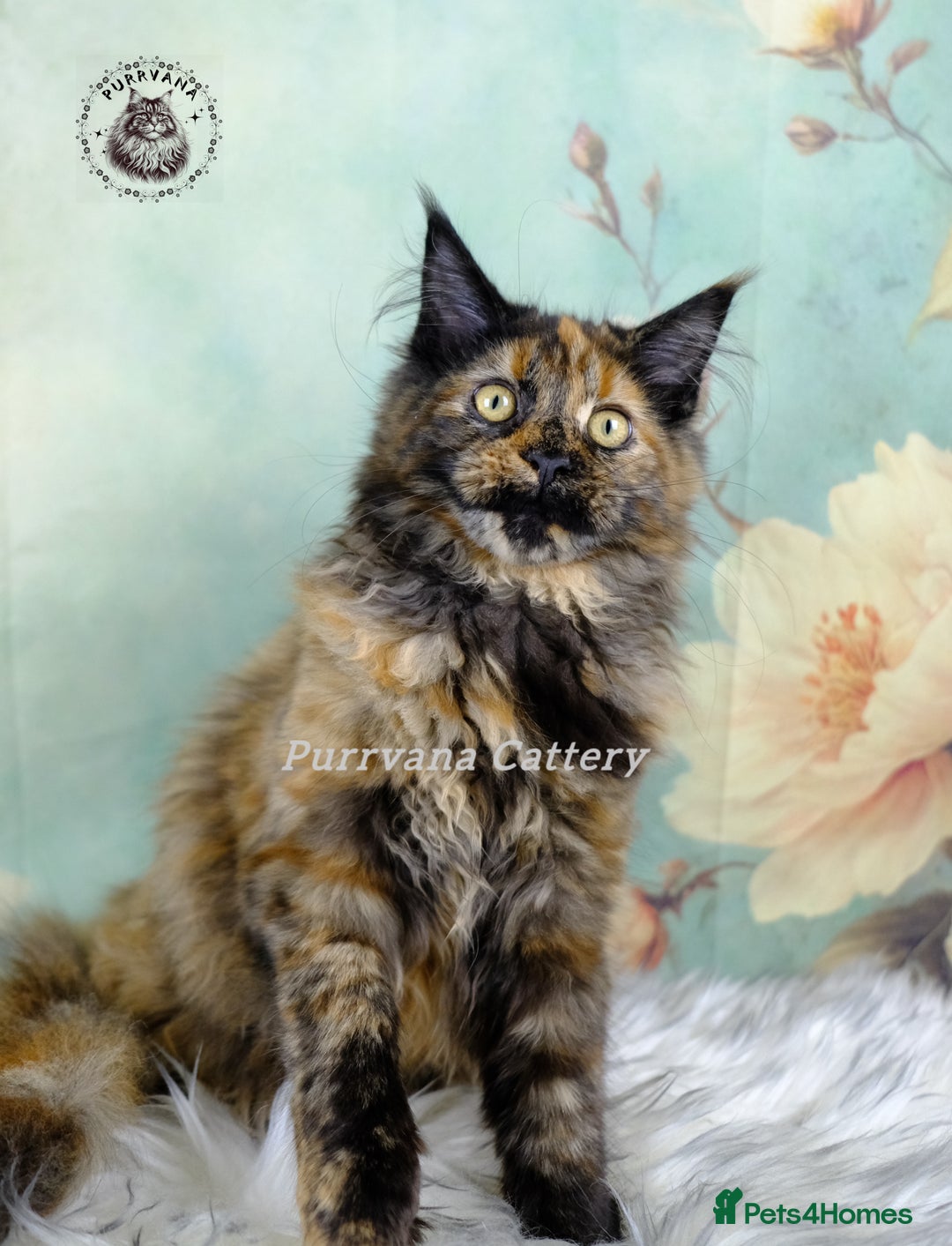 Maine Coon cats for sale: TICA registration Maine coon kittens READY NOW - Advert 4