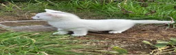 Mixed Breed cats for sale: Kittens - Advert 17