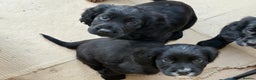Cocker Spaniel dogs for sale: Beautifully marked Cocker Spaniel Pups For Sale - Advert 4