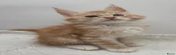 Maine Coon cats for sale: TICA Reg Maine Coon Kittens Red & Tortie Babies - Advert 4