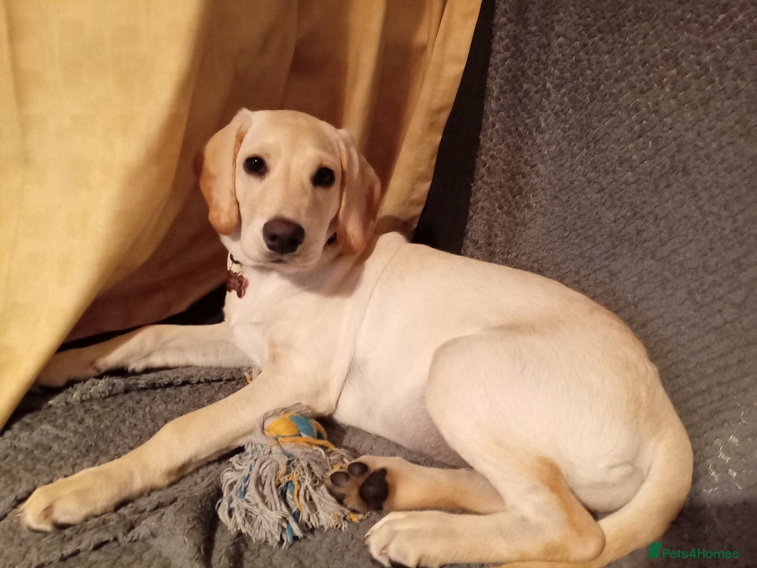 Labrador Retriever dogs for sale: Female labrador retriever  - Advert 1