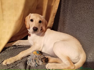 Labrador Retriever dogs Female labrador retriever - Advert 1