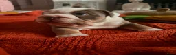 English Bulldog dogs for sale: Amazing English Bulldog Puppies in Coventry - Advert 11