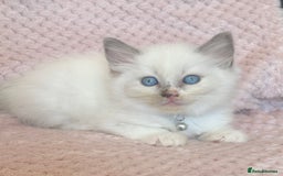 Ragdoll cats for sale: Affectionate, Cuddly, Playful Kittens - Image 21