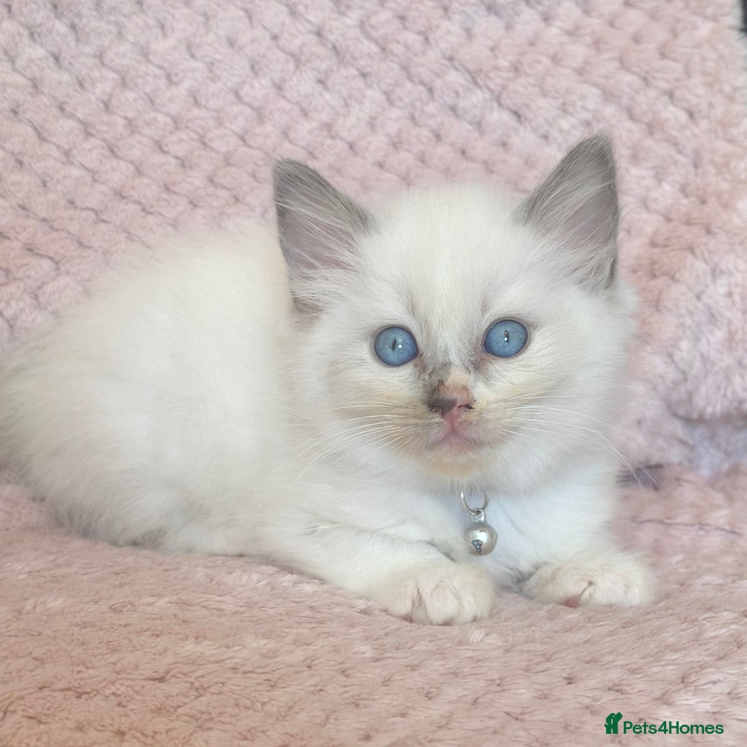 Ragdoll cats for sale: Affectionate, Cuddly, Playful Kittens - Image 21