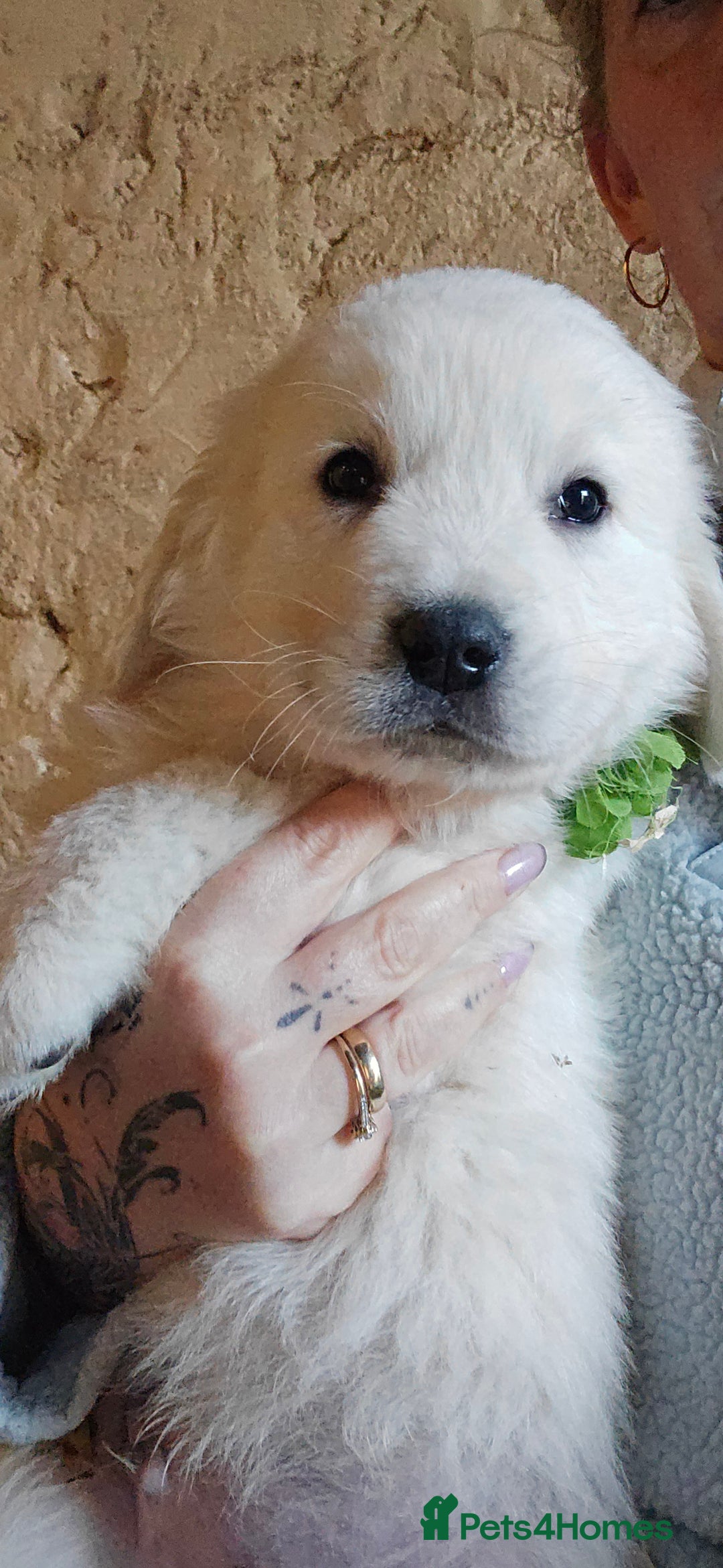 Pyrenean Mountain Dog dogs for sale: Polish tatra mountain sheepdog - Advert 15