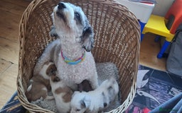 Mixed Breed dogs for sale: Hi my name is Boo - Image 7