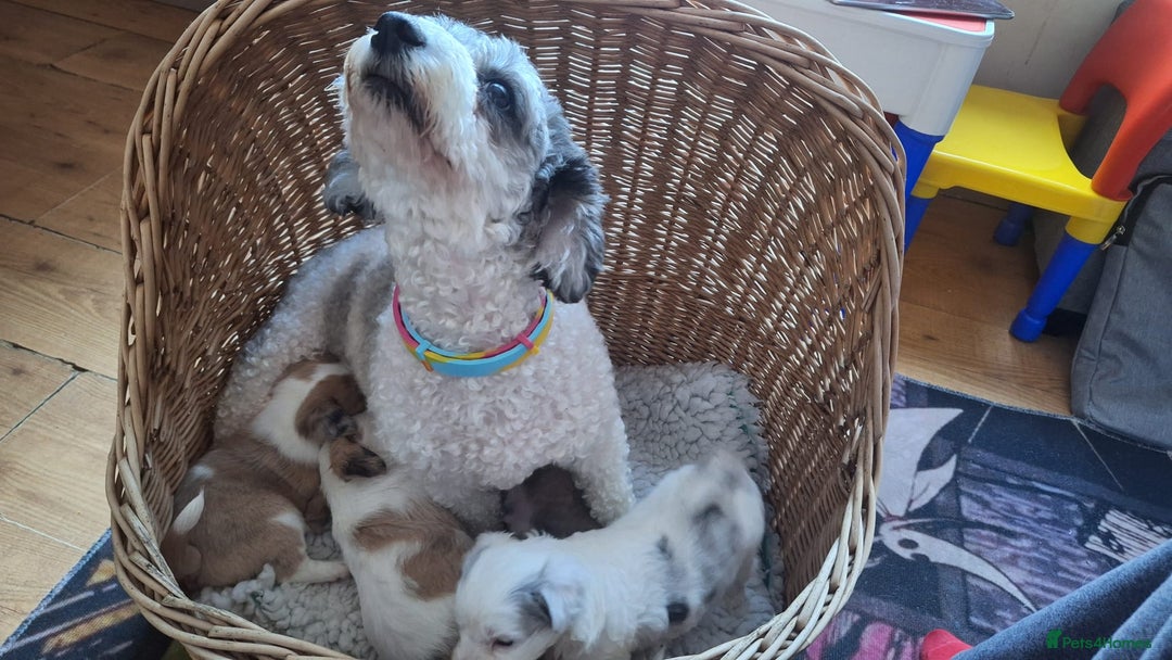 Mixed Breed dogs for sale: Hi my name is Boo - Image 7