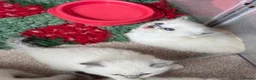 Ragdoll cats for sale: Blue point ragdolls ❤️ - Advert 10