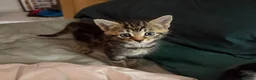 Mixed Breed cats for sale: Kittens ready to go - Advert 2